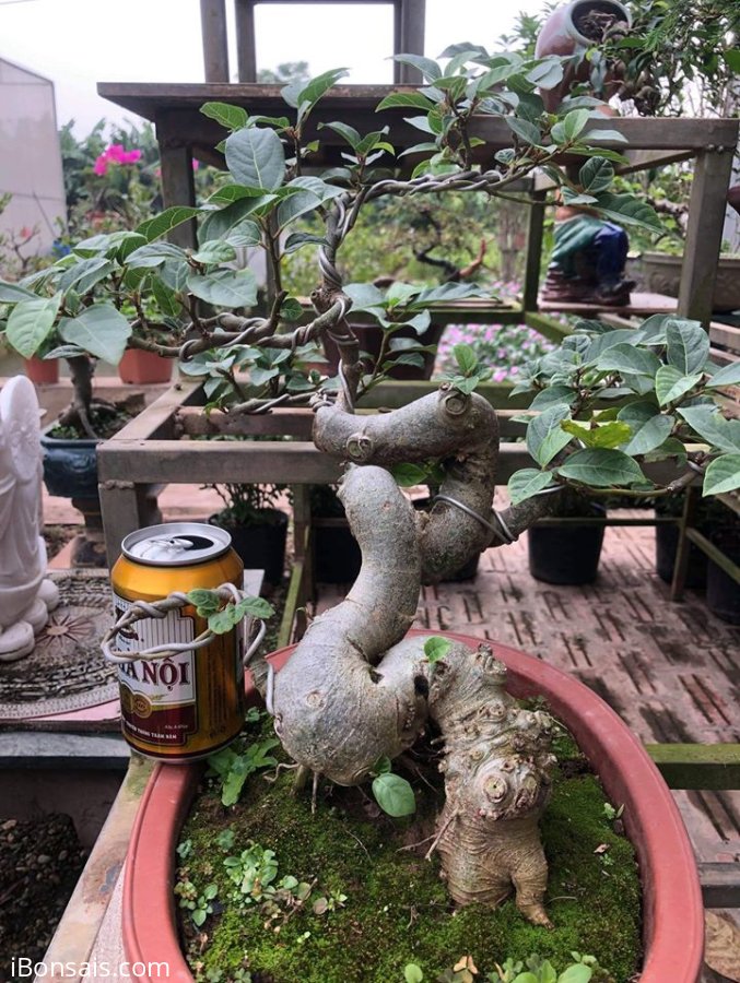Sung mini dáng uốn lượn rất đẹp mắt