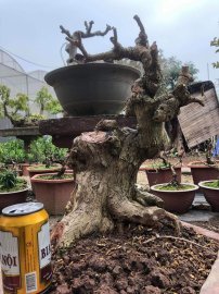 Cây vọng cách