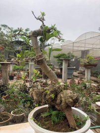 Cây dành dành