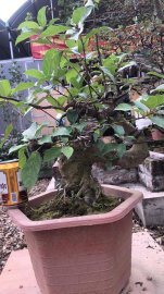 Sung bonsai mini