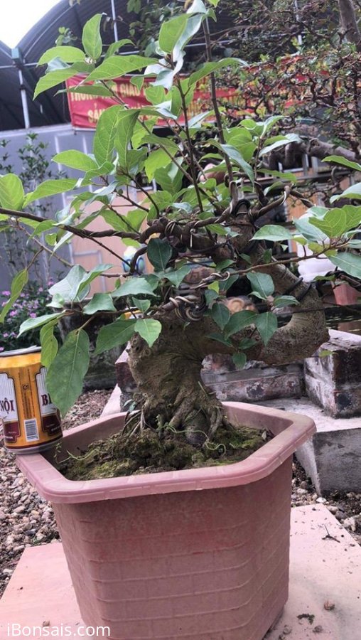 Sung bonsai mini