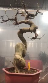 Cây sung Bonsai mini