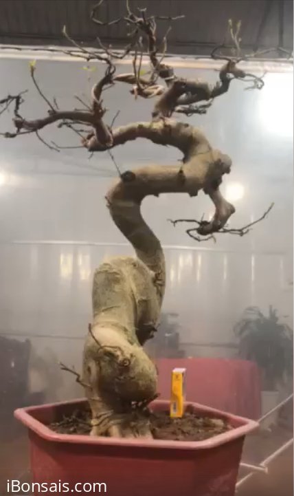 Cây sung Bonsai mini