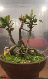Cây đơn đỏ cao 30cm