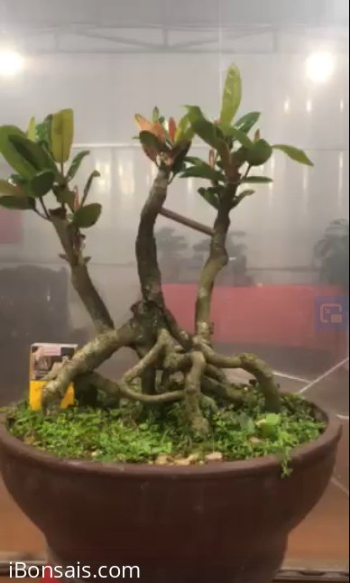 Cây đơn đỏ cao 30cm