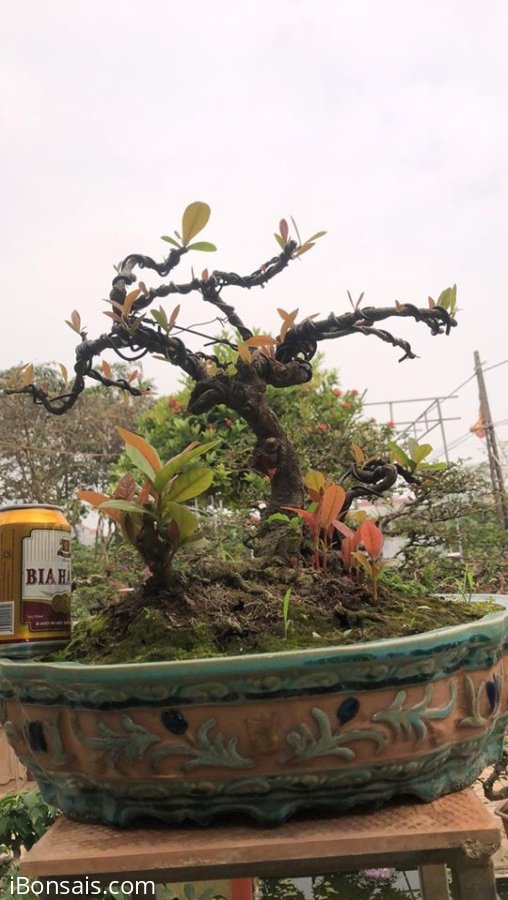 Đơn đỏ cao 40cm, hoành gốc 12cm
