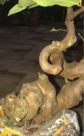 Cây ổi găng cao 30cm, hoành thân 16cm