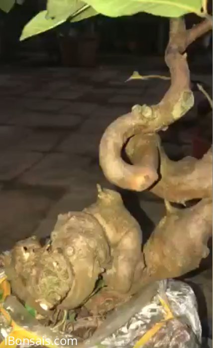 Cây ổi găng cao 30cm, hoành thân 16cm