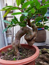 Cây ổi găng cao 25cm