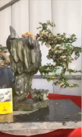 Cây cần thăng ôm đá, cao 30cm, hoành gốc 8cm