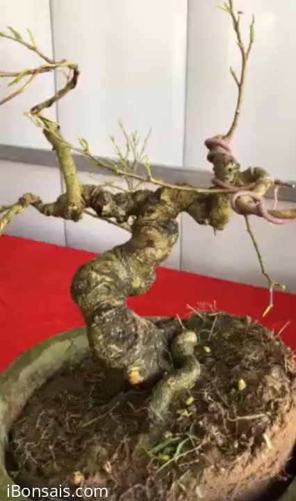 Sanh nam điền cao 20cm, hoành gốc 19cm