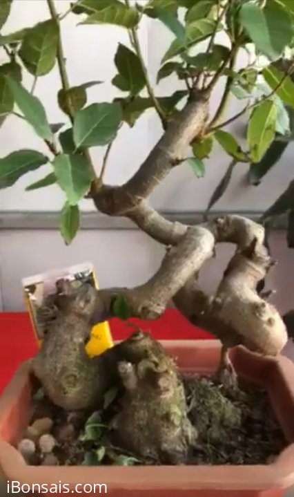 Sung cao 40cm, hoành gốc 20cm