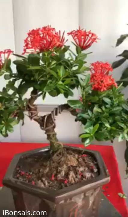 Đơn lá nhỏ, cao 30cm, hoành gốc 10cm