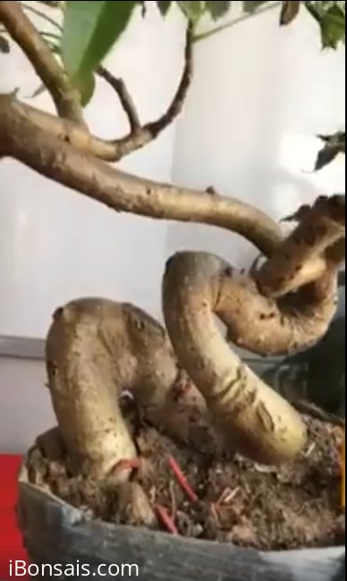 Cóc cao 40cm, hoành thân 19cm
