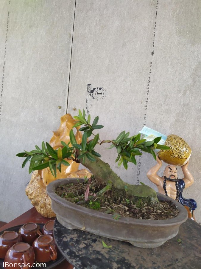 Cây trang đỏ lá nhỏ