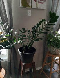 Chậu cây kim tiền tại Canada