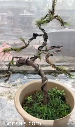 Cây thông 2 lá, cao 40cm, hoành gốc 9cm