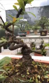 Cây đơn đỏ, cao 20cm, hoành gốc 10cm