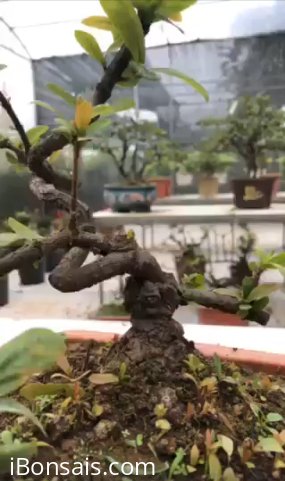 Cây đơn đỏ, cao 20cm, hoành gốc 10cm