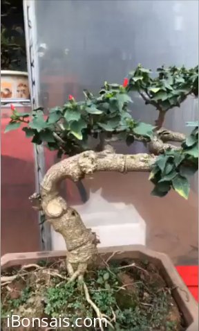 Cây dâm bụt, cao 40cm, hoành gốc 14cm