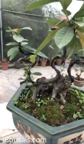 Cây đơn đỏ, cao 30cm, hoành gốc 26cm