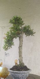 Trang dáng nhất trụ kình thiên