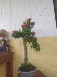 Trang dáng nhất trụ kình thiên