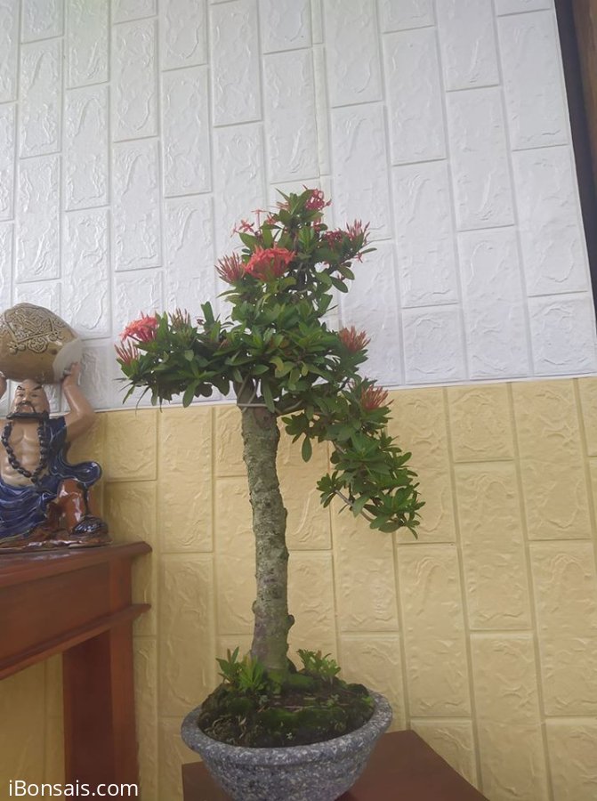 Trang dáng nhất trụ kình thiên