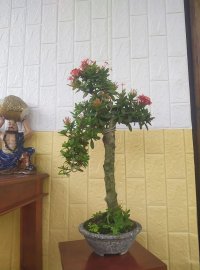 Trang dáng nhất trụ kình thiên
