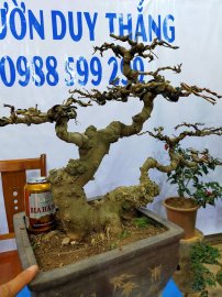 Cây sanh nam điền hai thân