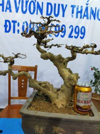 Cây sanh nam điền hai thân