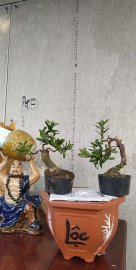 Cặp trang mini