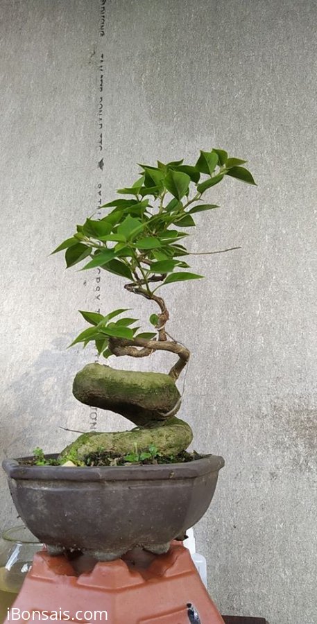 Cây hoa giấy Mỹ