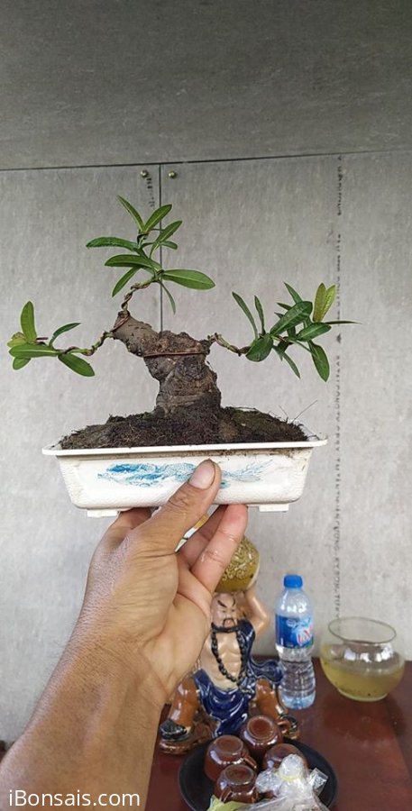 Trang mini lùn lực