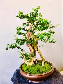 Sam Ngọc lũa nghệ thuật