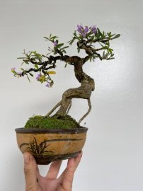 Sắc tím khoe lạnh ngày đông