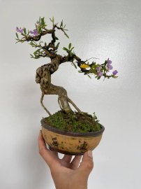 Sắc tím khoe lạnh ngày đông
