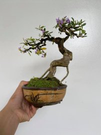 Sắc tím khoe lạnh ngày đông