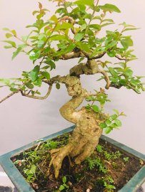 Một đêm bước chân về gác nhỏ. Chợt nhớ đóa hoa tường vy...