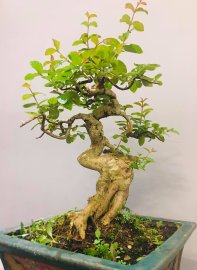 Một đêm bước chân về gác nhỏ. Chợt nhớ đóa hoa tường vy...