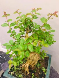 Một đêm bước chân về gác nhỏ. Chợt nhớ đóa hoa tường vy...
