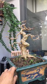 Cắt tỉa ngày 20-11-2020