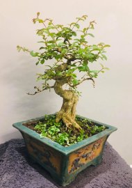Một đêm bước chân về gác nhỏ. Chợt nhớ đóa hoa tường vy...
