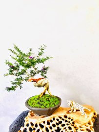 Linh sam hoa tím