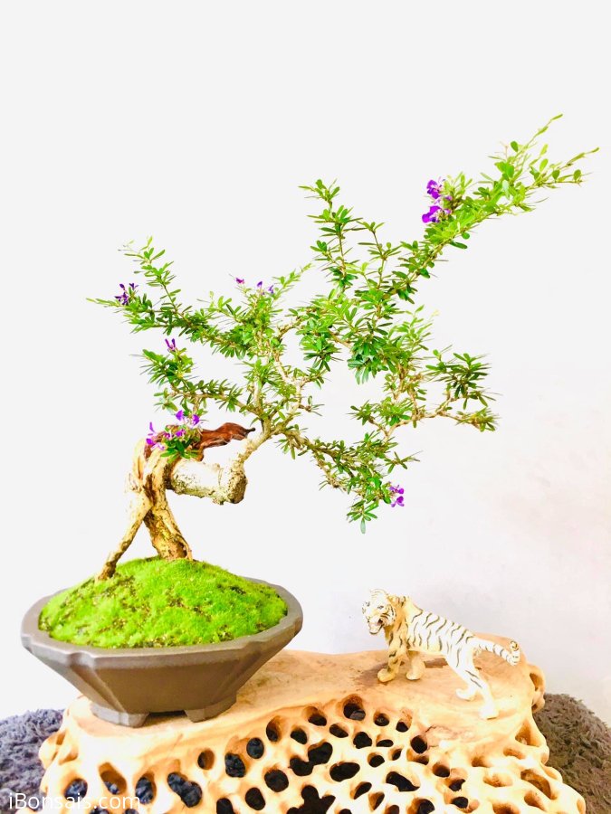 Linh sam hoa tím