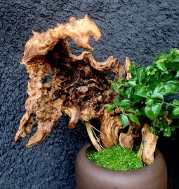 Một TP siêu nét để bàn làm việc