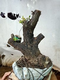Giao lưu cốt cẩm thị lùn lực