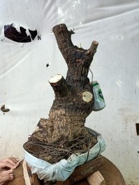 Giao lưu cốt cẩm thị lùn lực