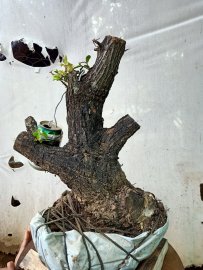 Giao lưu cốt cẩm thị lùn lực