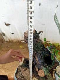 Giao lưu cốt cẩm thị lùn lực